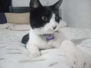 Gatito-Perdido-_-Blanco-Y-Negro-_-Perdido-_-Izcalli-Cofradias-EDOMEX-01