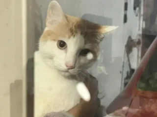 Gatito-Perdido-_-Blanco-y-Cafe-_-Perdido-en-Resguardo-_-Izcalli-Cofradias-EDOMEX-01