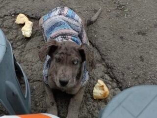 Perrito-Adopcion-–-Perdido-Lousiana-Catahoula-Leopard-Cuautitlan-Izcalli-EDOMEX-01