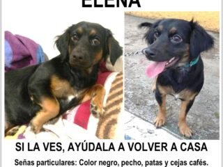 ELENITASEBUSCA