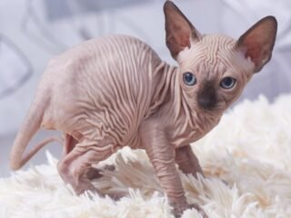 sphynx-kitten