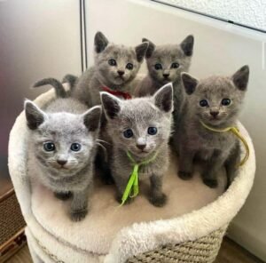 russianblue1