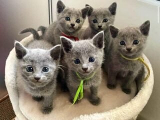 russianblue1