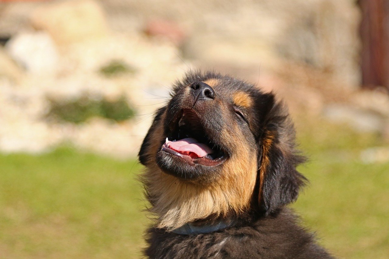 animal-4085255_1280
